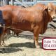 Droughtmasters Top at $54,000 over two days