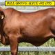 Billabong Droughtmasters (NFS) Females 2024
