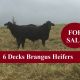 Go to 6 Decks Brangus Heifers
