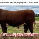 Go to Truro Hereford Spring Sale
