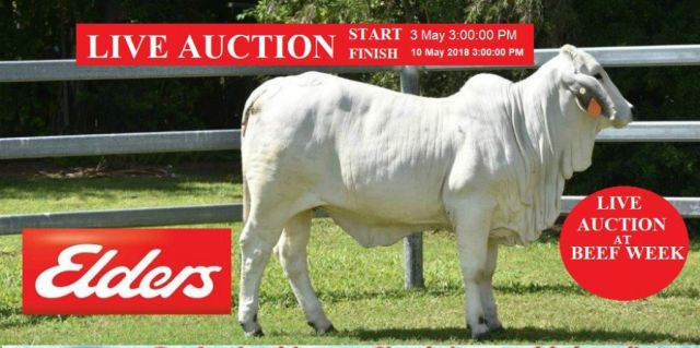 LIVE AUCTION AT BEEF