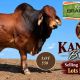 Kangarin Brahmans Bulls 2026 RBWS