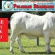 Polabear Brahmans
