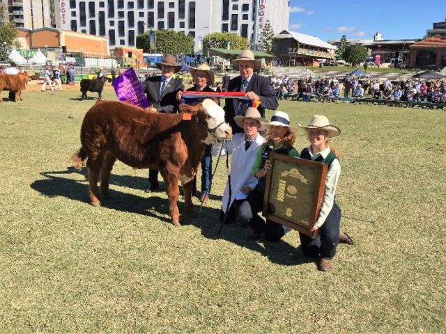 EKKA GRAND CHAMPION LED STEER