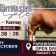 Parawanga Droughtmaster Stud