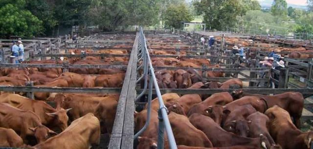 30-year high annual average cattle prices 2015