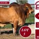 Elrose Brahmans Big Country Sale 2026