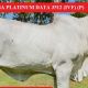 Go to Gympie Female Sale