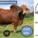 Go to Malabar Red Brahmans Selling (RBW) 2025