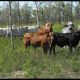 Go to 3-4 Decks The best Weaner Steers