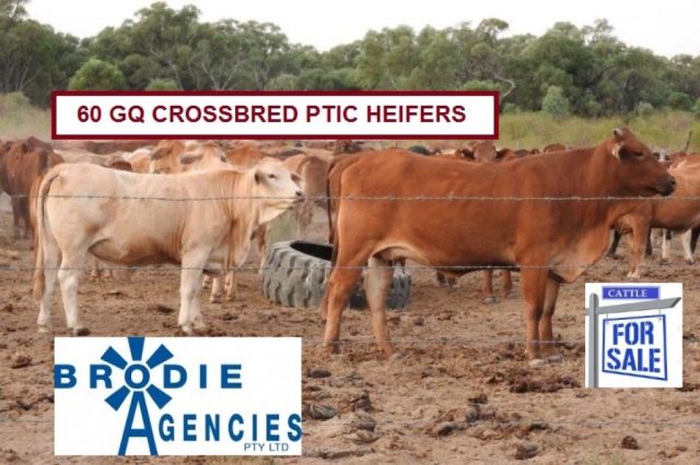 60 GQ CROSSBRED PTIC HEIFERS