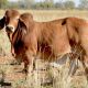 Go to RED BRAHMAN BULLS & PRUEBRED FEMALES FOR SALE  - GIPSY PLAINS