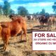 FOR SALE