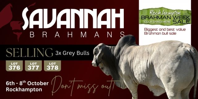 Savannah Brahmans (RBW) Sale