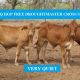 190 VGQ HGP FREE DROUGHTMASTER CROSS STEERS