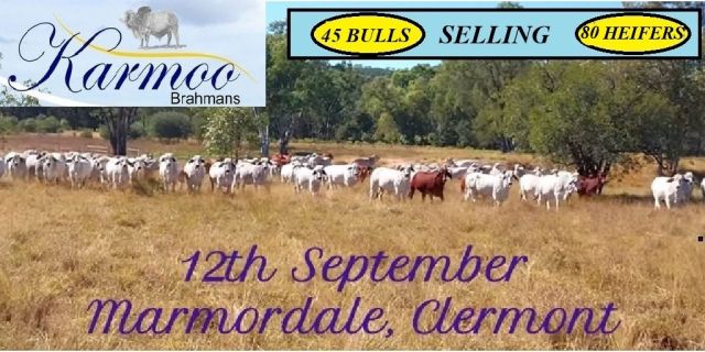 Karmoo Bull Sale Marmordale Clermont 2025