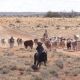 Go to Morrison blocks up S. Kidman sale