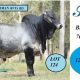 Hamdenvale Brahmans for Rocky 2024