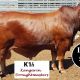 Kangarin Stud Feb All Breeds 2019