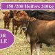 Go to 150 / 200 HEIFERS FOR SALE