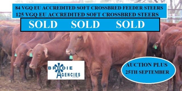 125 VGQ EU ACCREDITED SOFT CROSSBRED STEERS