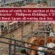 A very kind donation of cattle to be auctioned