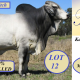 Go to Karmoo Bull Sale Marmordale Clermont 2025