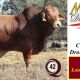 Minlacowie and Wingfield CQ Invitational Droughtmaster Sale 2024