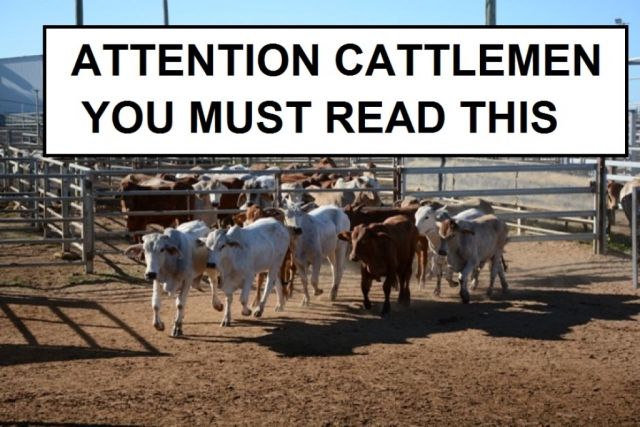 WHAT CATTLE PRODUCERS NEED TO KNOW