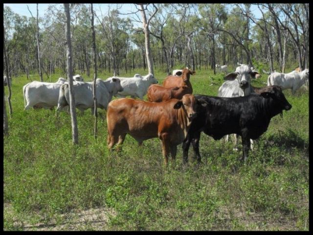 3-4 Decks The best Weaner Steers