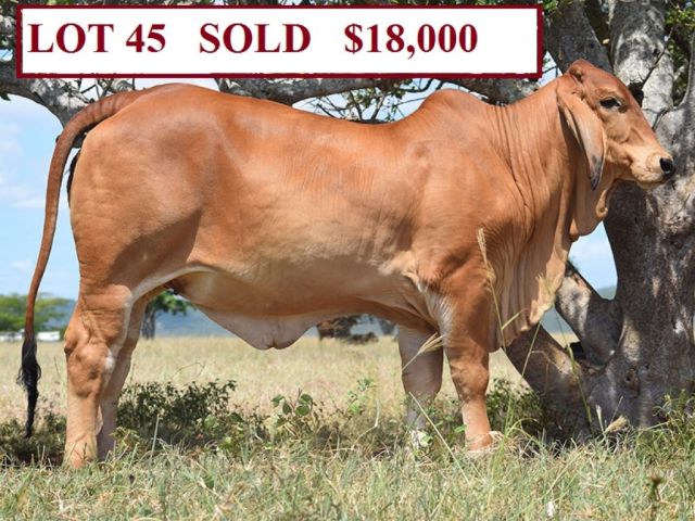 BRAHMAN FEMALES ALL STARS SALE