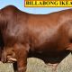 Billabong  Droughtmasters Bulls 2020 (DN)