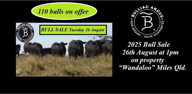 Bulliac Angus Sale 2025