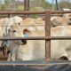 Indonesian cattle quota announced for start of 2016