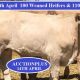  100 Weaned Heifers & 110 Steers Thurs 14th April
