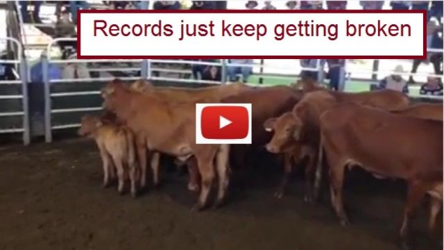 Cattle Records just keep getting broken