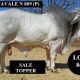 Go to GOLD CITY SALE  (RESULTS)