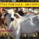 CATTLE FOR SALE - 300 COWS PTIC