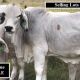 Go to Little Creek Brahmans Gympie Females.