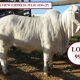 Hillview Brahman Heifers  Bound for Gympie