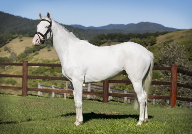 A white horse makes Queensland breeding history