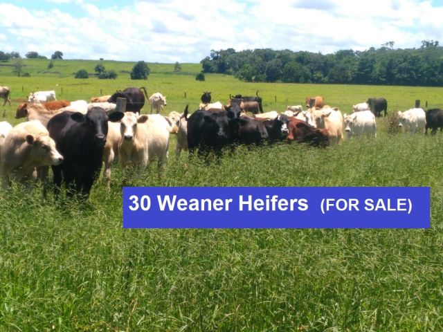 30 Weaner Heifers (FOR SALE)