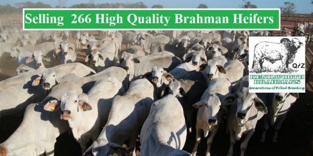 SELLING 266 High Quality Brahman Heifers