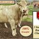 FOR SALE 3 Charolais Bulls two years old.