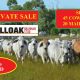 Brahman Herd Reduction (Private Sale)