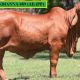Go to Stockman Red Brahmans Females 2022