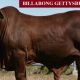 Billabong  Droughtmasters Bound for Rocky