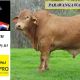 Go to Parawanga Droughtmasters Semen Sale