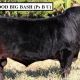 PERFORMANCE LIMOUSIN SALE 2023