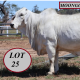 Moongool Brahmans Rocky Female Sale